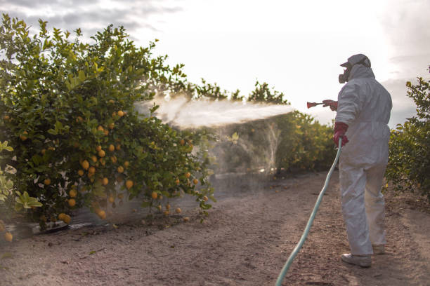 Reliable Westminster, CA Pest Control Solutions