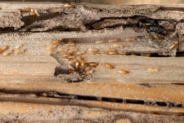 Best Pest Removal Services  in Westminster, CA